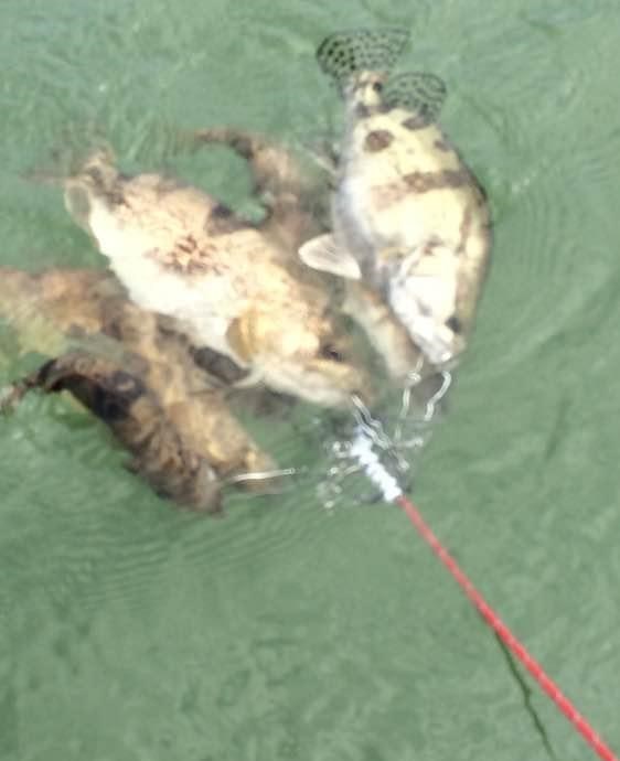 阜阳|安徽阜阳开闸，大鳜鱼、大翘嘴成群出现，有人不惜高压线下钓鱼