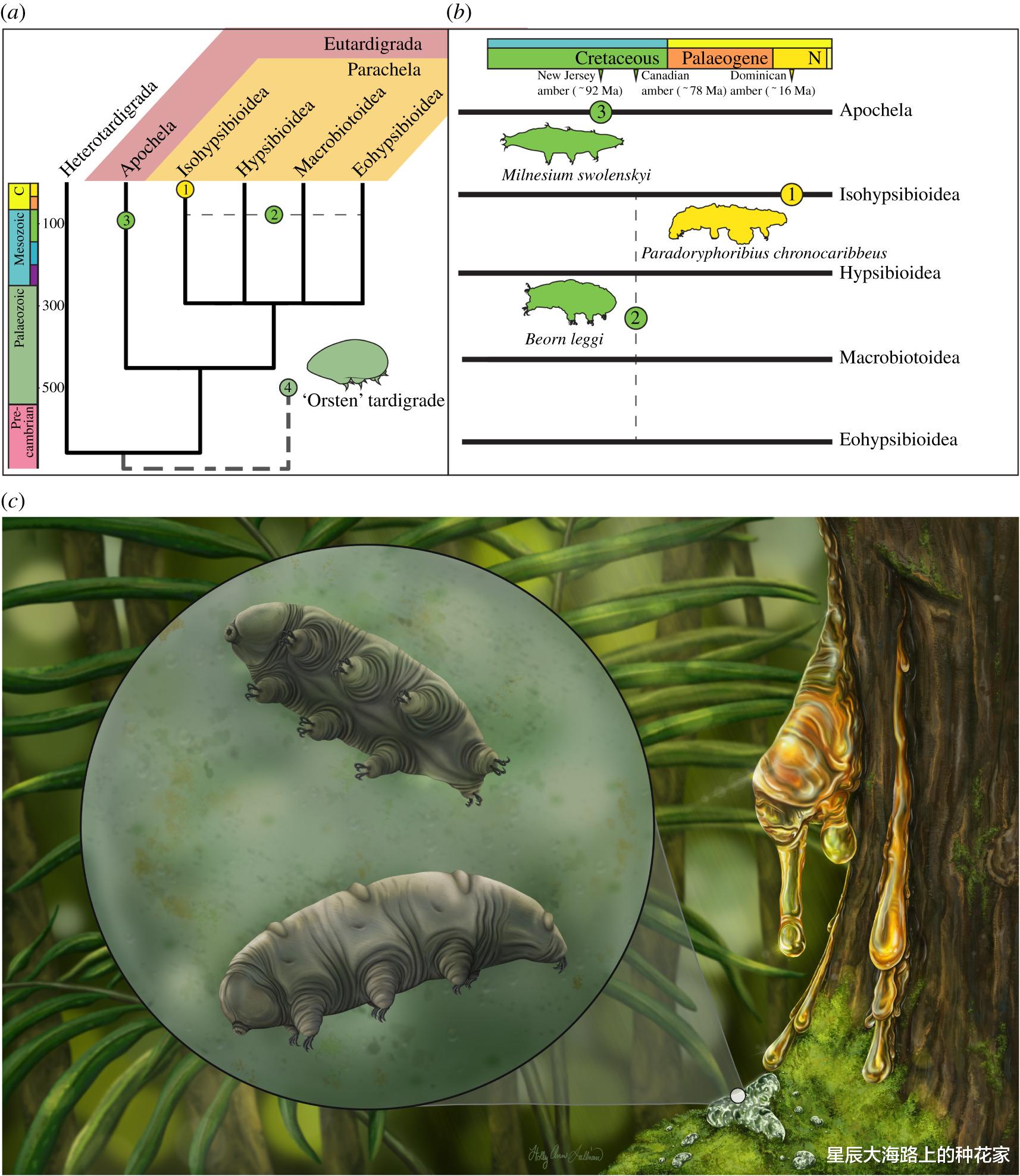 基因 地表最强生物现身琥珀：1600万年前陷入困境，它还活着吗？