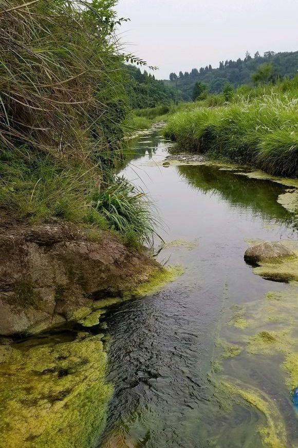 清明节|莱芜钓鱼人钓起许多“大马口”，这么大的马口山东才有？