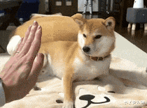  “穷到去合租，没想到居然匹配到了两个女生“