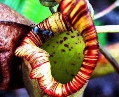 无肉不欢的植物：食肉植物的特殊生存技巧！