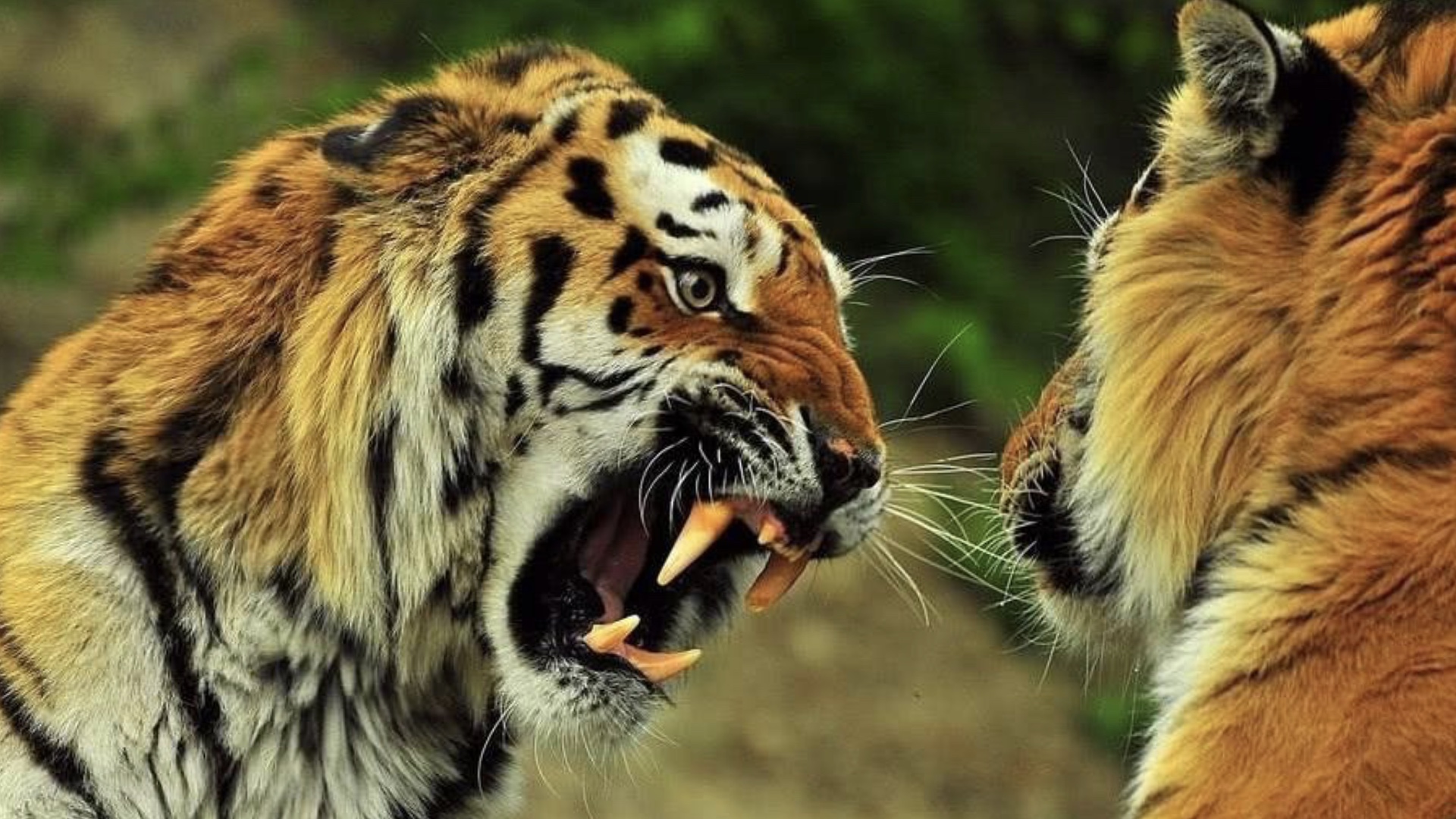 花豹 花豹偷走老虎猎物，老虎直接上门厮杀，用实力证明谁才是森林之王