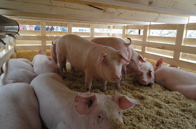 生猪价格 2021.5.7猪价：市场的导向在慢慢转向！！！