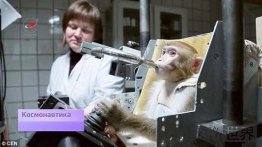 火星 ?俄罗斯计划派猴子前往火星