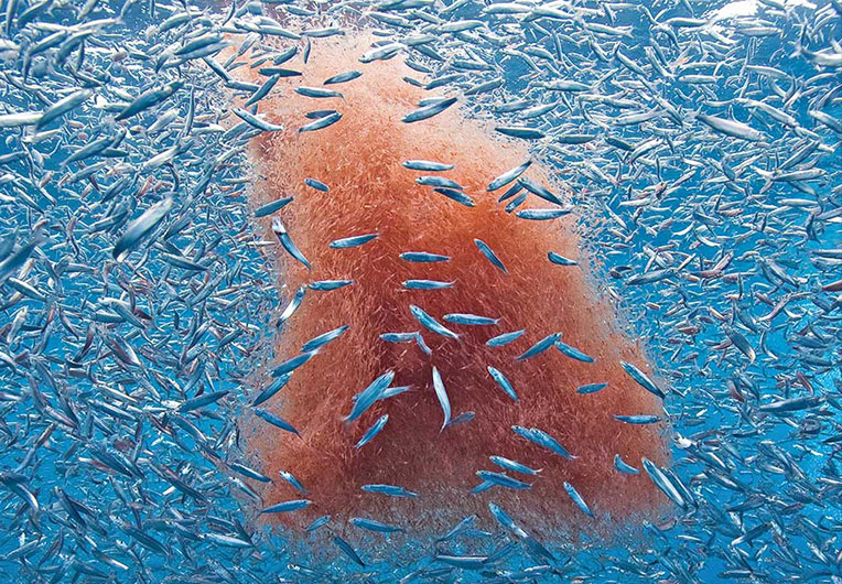 超自然研究所所长|南极深处真的存在巨大的生物吗?世界的尽头到底是什么样子?