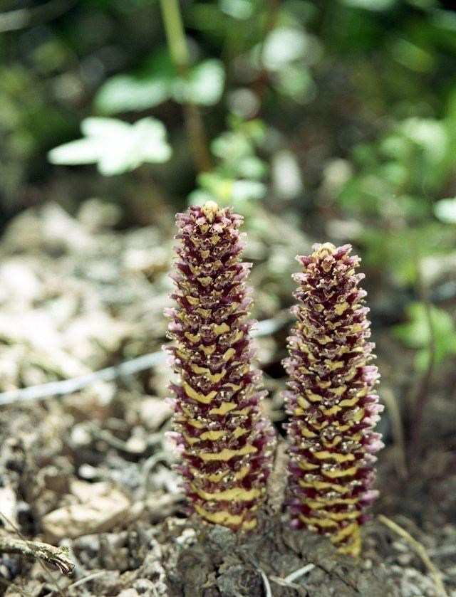 千帆落叶 寄生在赤杨根上的一种草，被大肆地人为采挖，如今成了保护植物