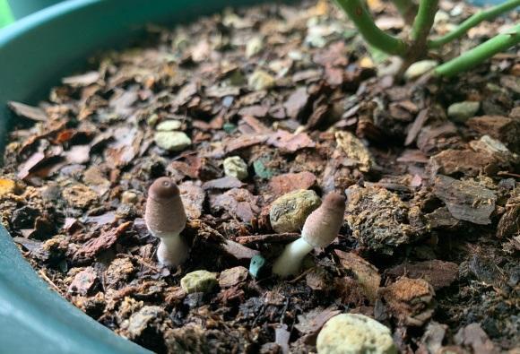 向阳园艺|花盆里长蘑菇了，该咋办？无须担心，用镊子拔掉，避免烂根！