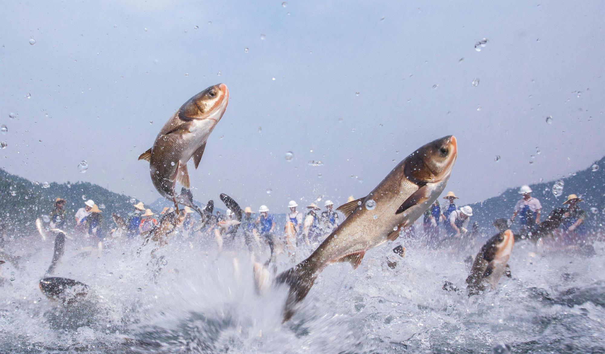 鲢鱼|鲢鳙鱼最喜欢吃什么食物？鲢鳙鱼的觅食习性和垂钓技巧