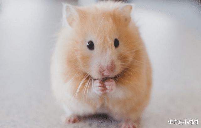 |生肖鼠2022年行大运,福气主动来敲门,把握机会成就美好人生