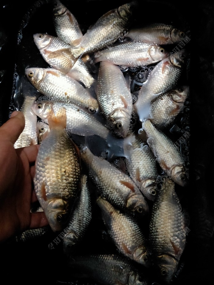 水库|今年最后一钓了，从新手到现在所有鱼获