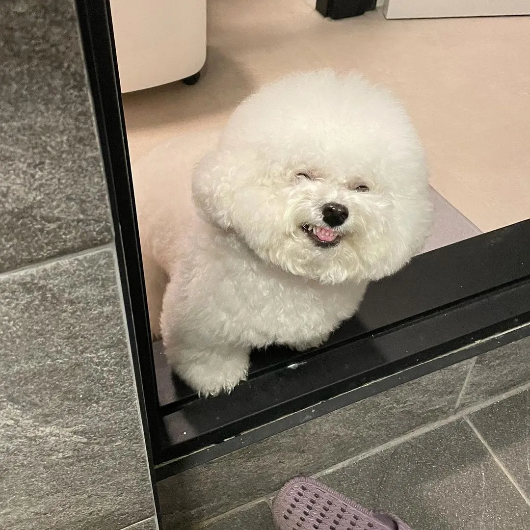 InsDaily 韩国快乐小奶狗爆红网络!看完心都快萌化了!