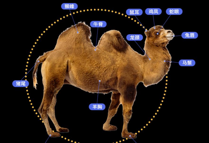 情微说|骆驼群里混进“间谍”，暴露位置引来猎手屠杀，4年已消灭16万