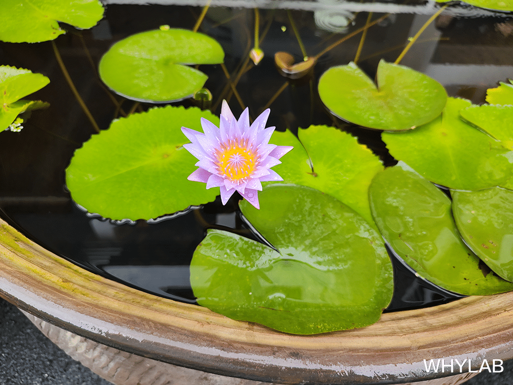 摩托罗拉 摩托罗拉 edge s pro 手持「1 个亿」做水桶机？