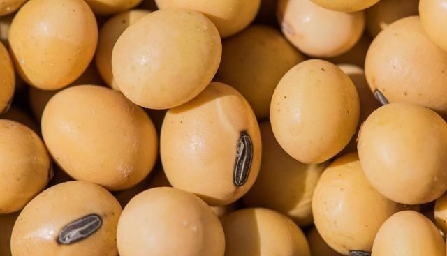 房价 今日大豆价格市场行情最新报价（5月16日凌晨）