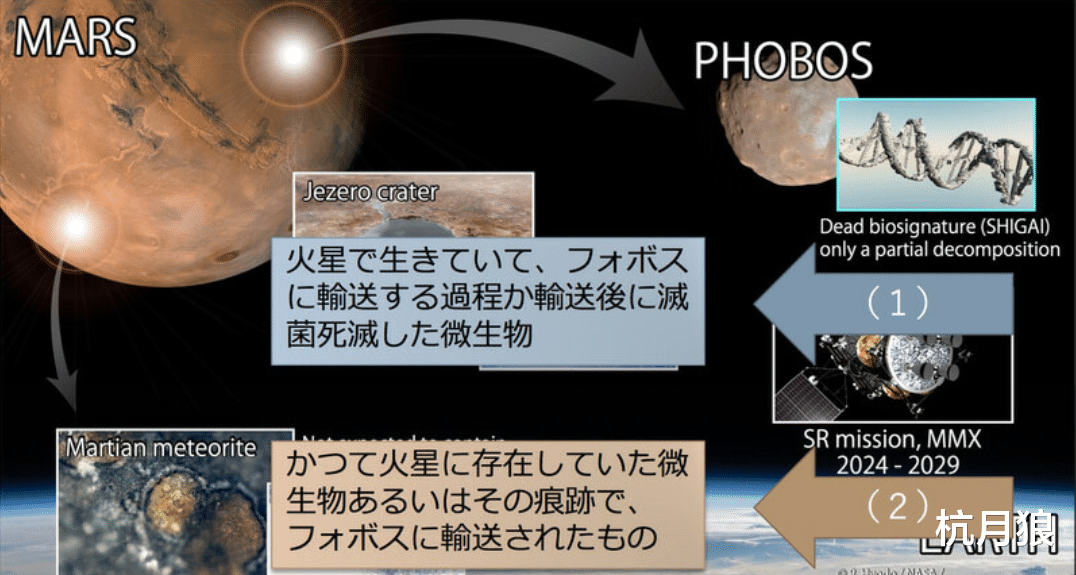 核酸检测 日本计划通过MMX探测器登陆火卫一，带回火星微生物的“尸体”