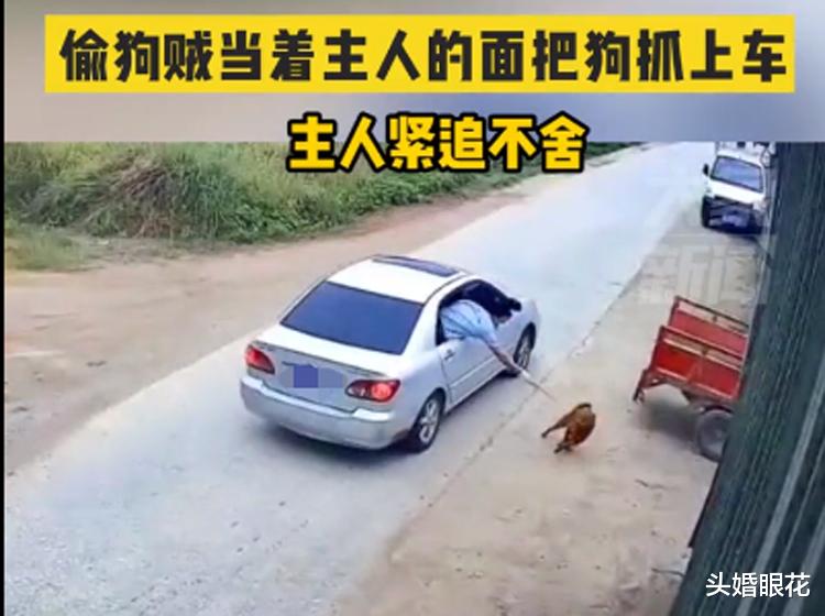 头婚眼花 偷狗贼太猖狂，大白天当着狗主面将狗套走，全程不过几秒钟