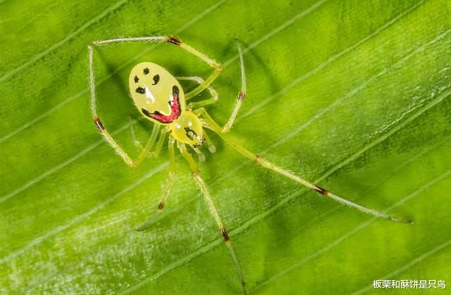 蜘蛛 当蜘蛛长出“人脸”，效果并不恐怖，蜘蛛专家说看到它禁不住笑了