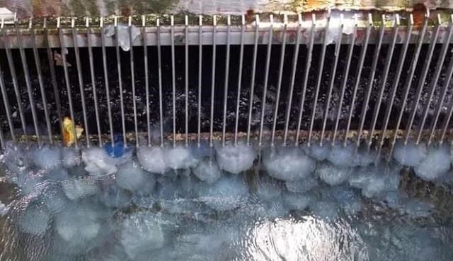 水母 人类遭遇威胁！暴力水母攻击阿拉斯加人和狗 水母为什么攻击人类