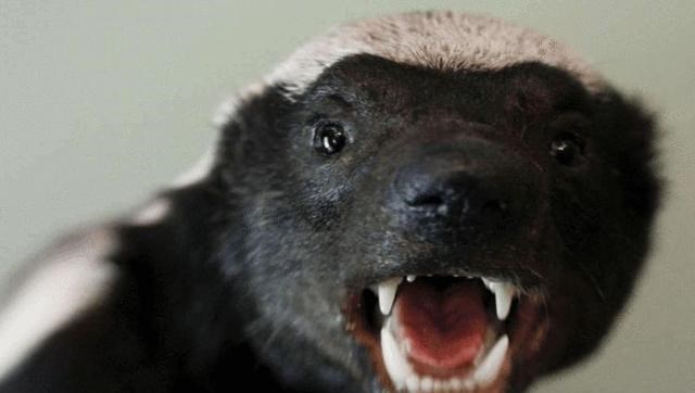  灭绝物种“金刚狼”消失100年后再现身，这是好事？还是环境预兆