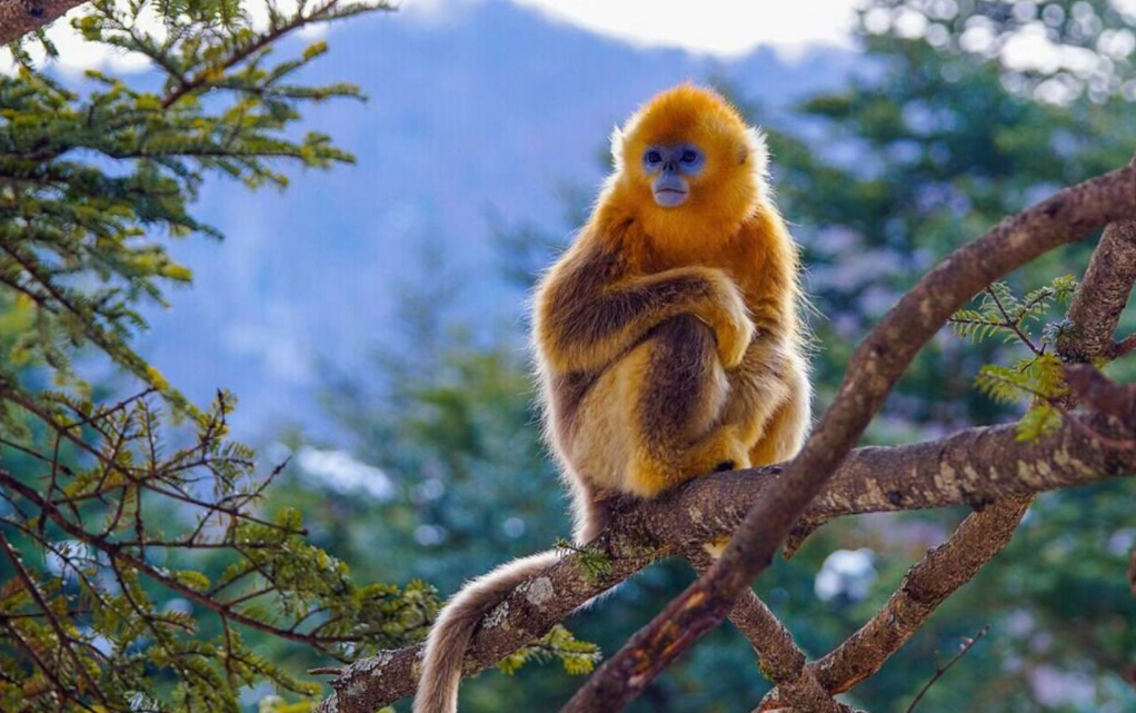 贵州 仅中国有！时隔39年，曾宣布灭绝的阳彩臂金龟，为何重现？