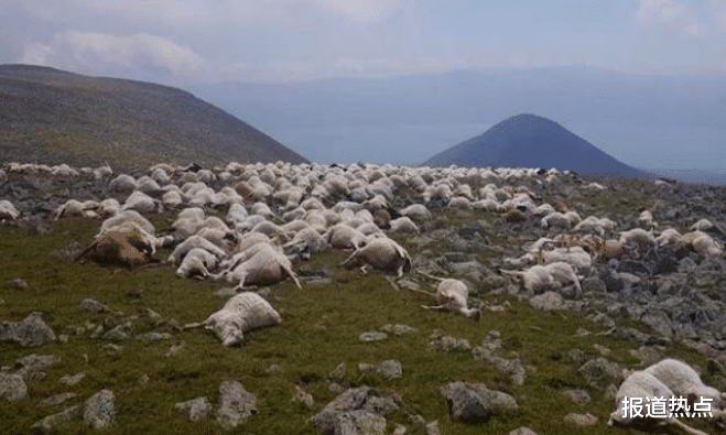 狂犬病 人间惨案！超550只羊被雷活活劈死，全球变暖一次次刷新人类认知