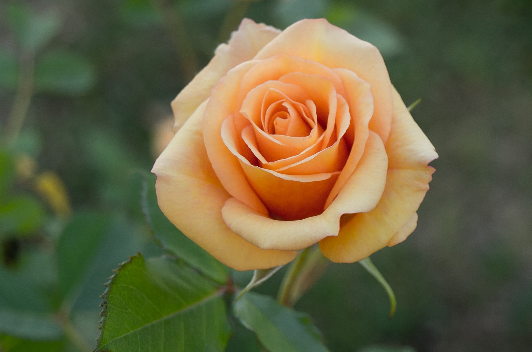 生肖夜读|7月底，事业鲤跃龙门，前有财运，后有贵人，3生肖不缺钱，越努力，赚越多