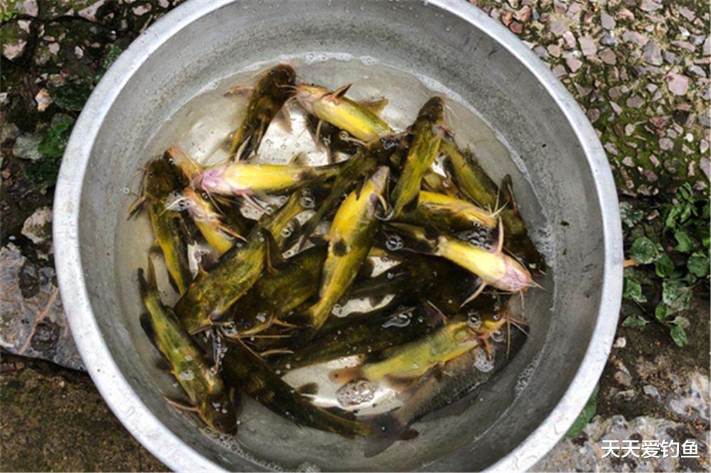 |春季野钓黄鸭叫，还是传统钓法最好用，简单有效，收获有保障！