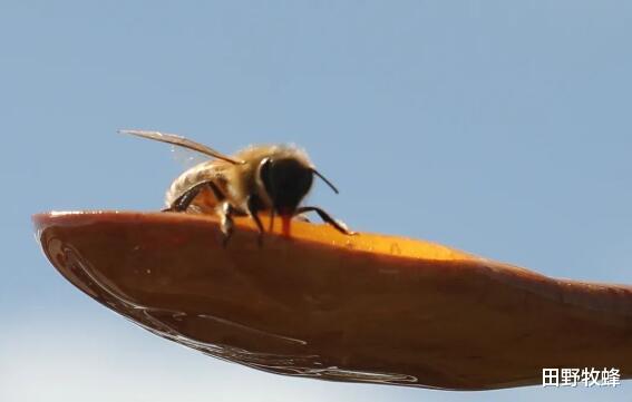 田野牧蜂|蜂蜜变稀是什么原因? 蜂蜜变稀还能吃吗？