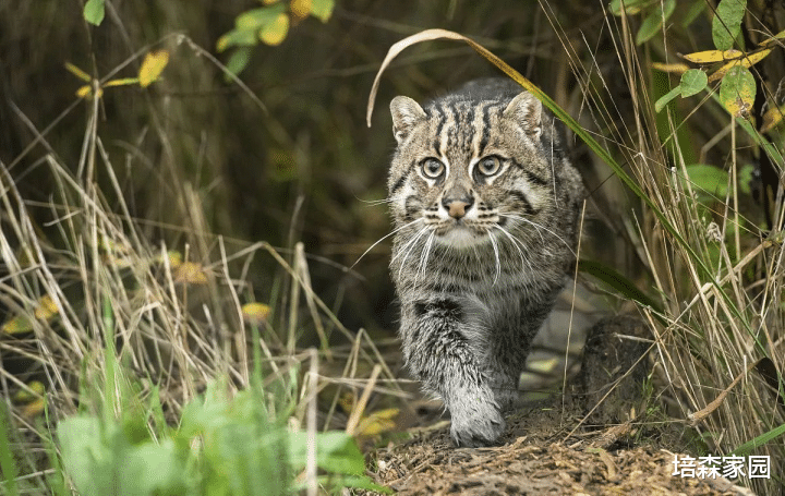  最会游泳的猫科动物——渔猫
