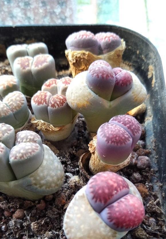 说说家装那点事儿|生石花徒长怎么解决？3种解决方式，看你狠不狠心，有舍才有得