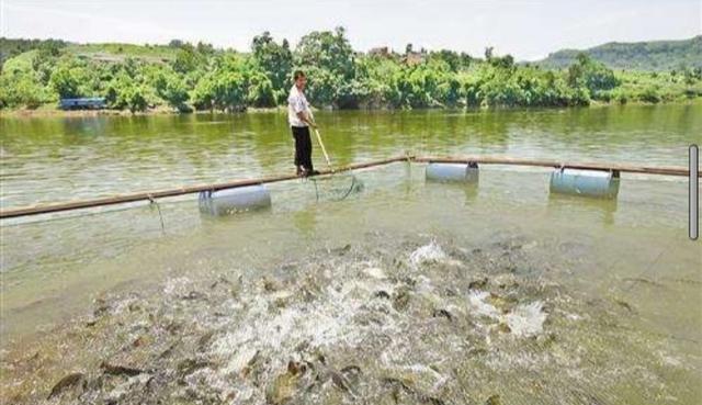 鲜嘉许|鳊鱼能和鲫鱼同养吗？怎样养二者才能高产？
