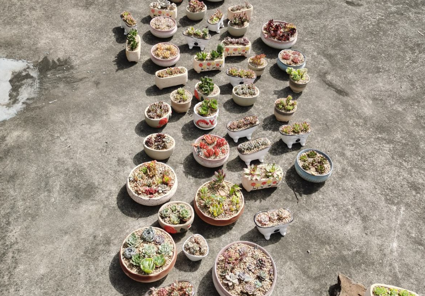 花百科|养花老匠常说的“不干不浇，浇则浇透”，你真的理解了吗