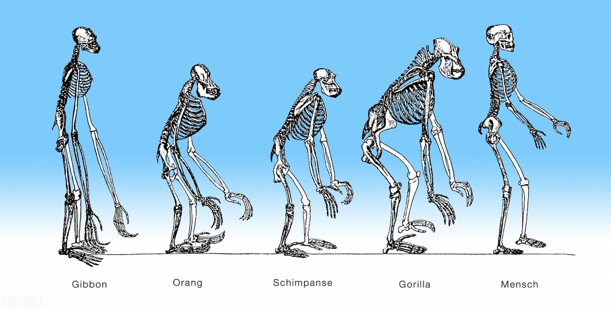 科学家 脊椎动物的祖先逃过大灭绝，成功统治地球，而人类却在摧毁这一切
