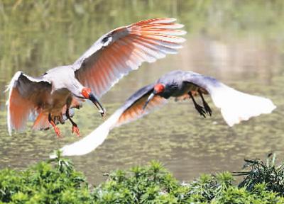 中工网 朱鹮保护，让世界见证中国奇迹