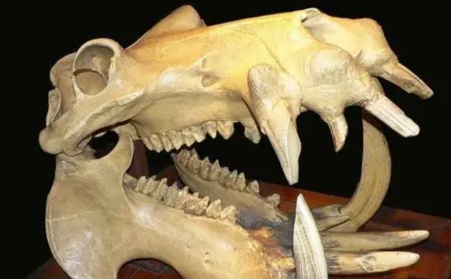  每年有成千上万的鱼群，被河马拉的屎生生憋死，有这么恐怖吗？