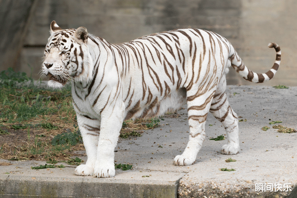 瞬间快乐|和生肖虎幸福配对的最佳伴侣是谁？婚姻家庭兴旺，事业前程似锦