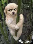 北凉悍刀行|这是一篇超详细的《北凉悍刀行》手游攻略