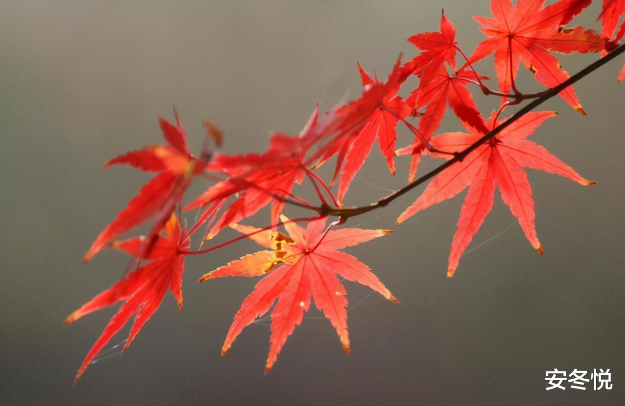 安冬悦|九月:在最美的秋天,遇见你