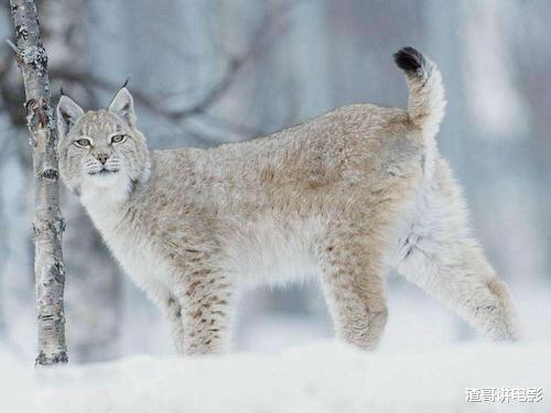 猞猁 猞猁到底有多凶残？一爪就能抓下飞行的鸟，连狼都敢杀来吃！纪实