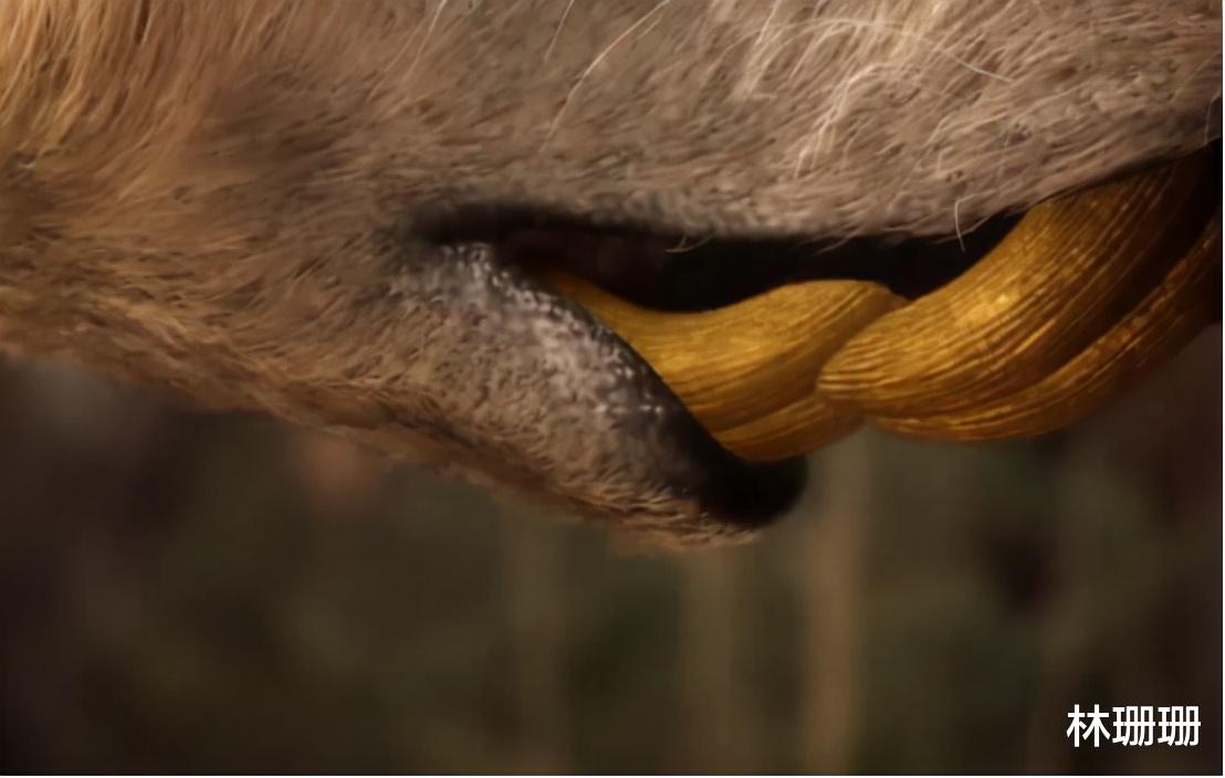 群星|动物广翅鲎：专吃海洋“浮尸”，4亿年前最先登陆地面的动物