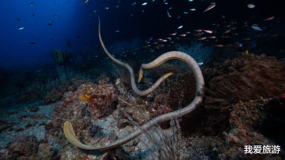 海蛇 海蛇误以为潜水员是潜在的伴侣