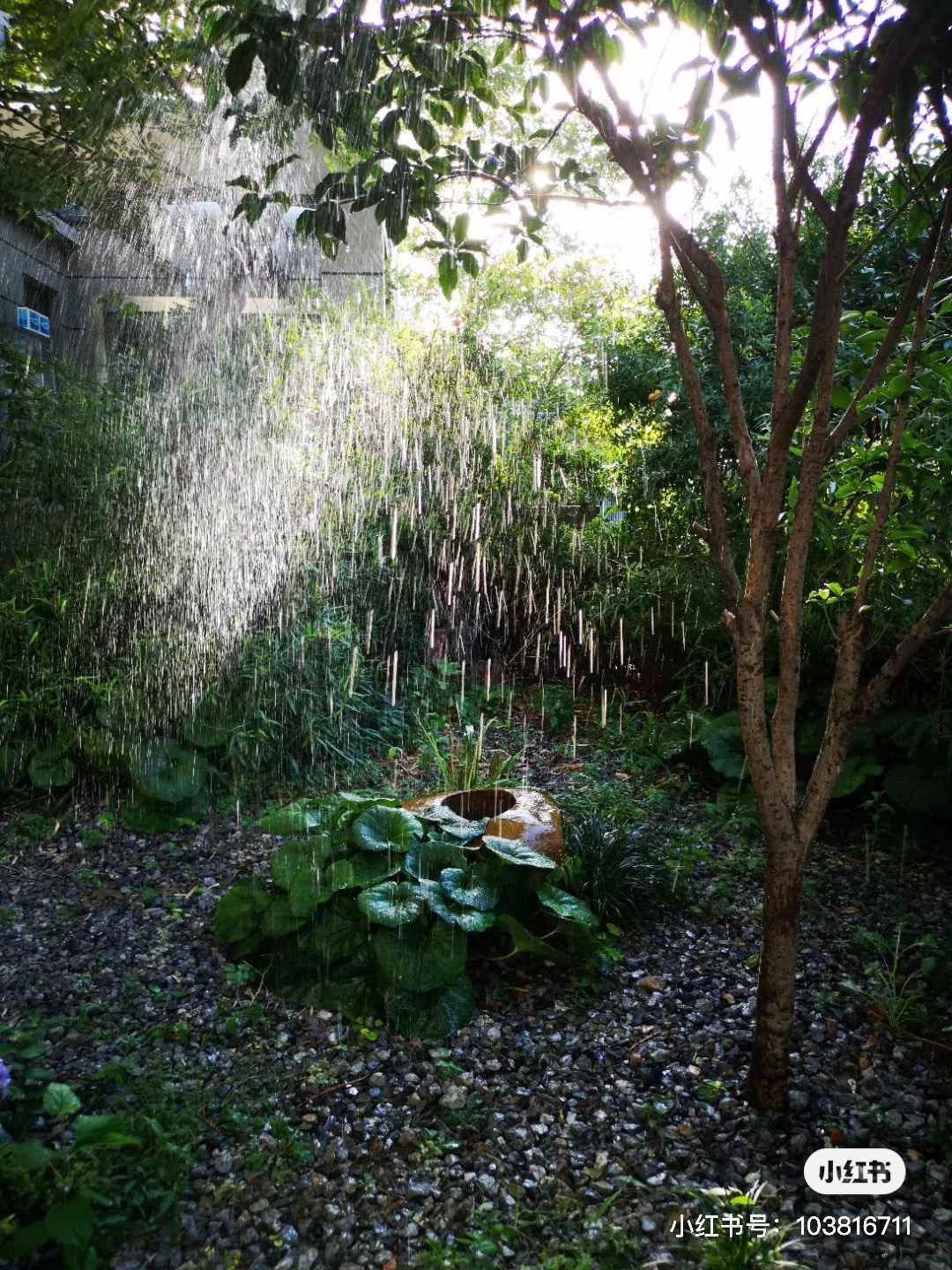 郑州|为了100㎡院子，买了一楼的这套房，前房东爱养花，白捡一个花园