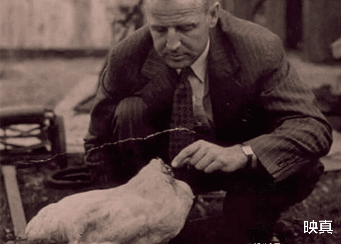 陈小纭|无头鸡：被砍头仍活了18个月，全美巡演，每月给主人赚4500美元