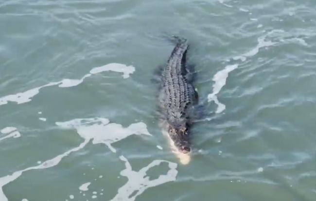 |鳄鱼和鲨鱼碰上谁会赢，这两种史诗级的巨兽相遇，会发生怎样的事