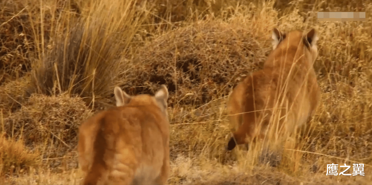 秃鹫|美洲母猎杀3倍体重的羊驼，10秒钟拿下猎物，爆发力着实恐怖！