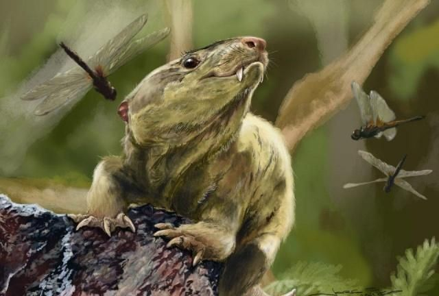 |第一只哺乳动物的进化