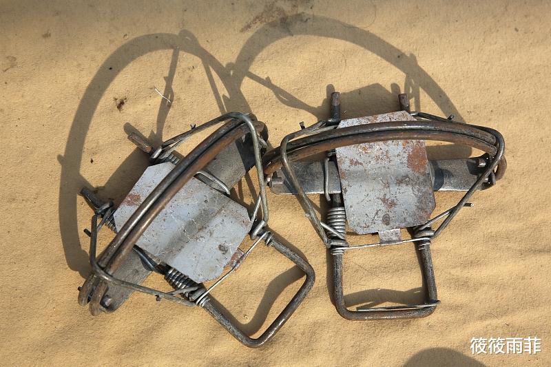 黄鼠狼 刺猬刚出生身上的刺是不是硬的？会扎疼刺猬妈妈吗？我来告诉你