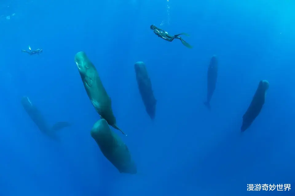 看完这30张图，深海恐惧症彻底发作了…