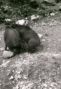 |“办公室女老板桌子上发现了个塑胶棒，这是什么棍子？”哈哈哈快藏起来