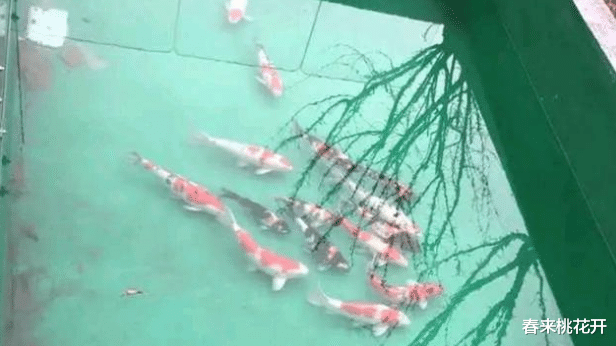 春来桃花开 88岁老人偷走价值5万多的锦鲤，被找到时已成“小鱼干”：只想尝尝